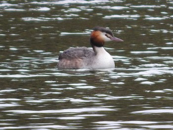 Great Crested Grebe 愛知県 Sun, 4/3/2016