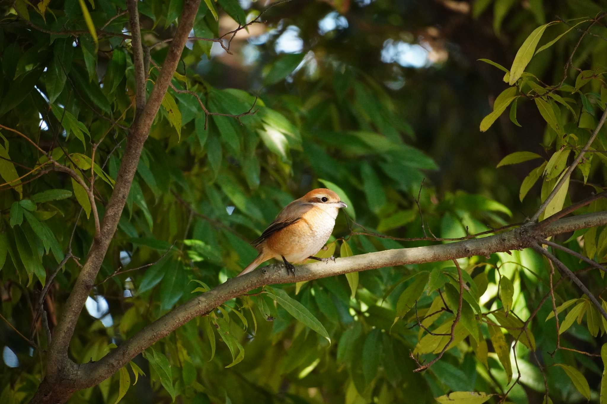 Photo of Bull-headed Shrike at 大阪 by mag84