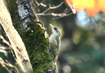 アオゲラ 滋賀県 2014年10月18日(土)