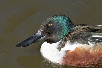 Northern Shoveler 夫婦池公園 Wed, 3/3/2021