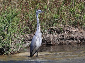 Grey Heron 滋賀県 Sat, 10/3/2015