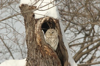 エゾフクロウ 真駒内公園 2021年3月3日(水)