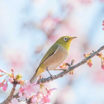 Warbling White-eye 追分市民の森 Thu, 2/25/2021