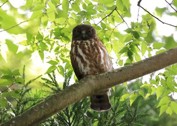 アオバズク 滋賀県 2016年6月11日(土)