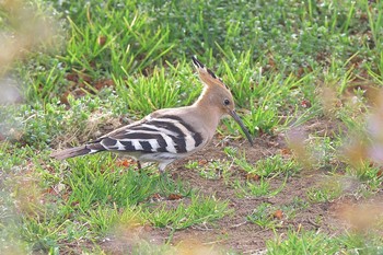 ヤツガシラ 埼玉県つつじが岡公園 2017年3月6日(月)