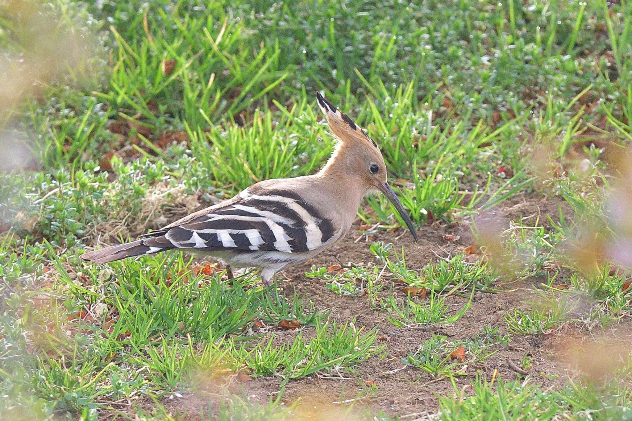 埼玉県つつじが岡公園 ヤツガシラの写真 by ask