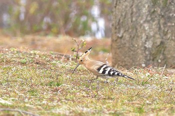 ヤツガシラ 埼玉県つつじが岡公園 2017年3月6日(月)