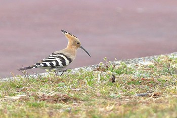 ヤツガシラ 埼玉県つつじが岡公園 2017年3月6日(月)