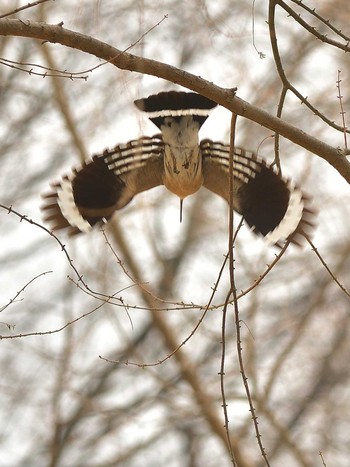 ヤツガシラ 埼玉県つつじが岡公園 2017年3月6日(月)