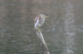 Chinese Pond Heron 滋賀県 Fri, 11/25/2016