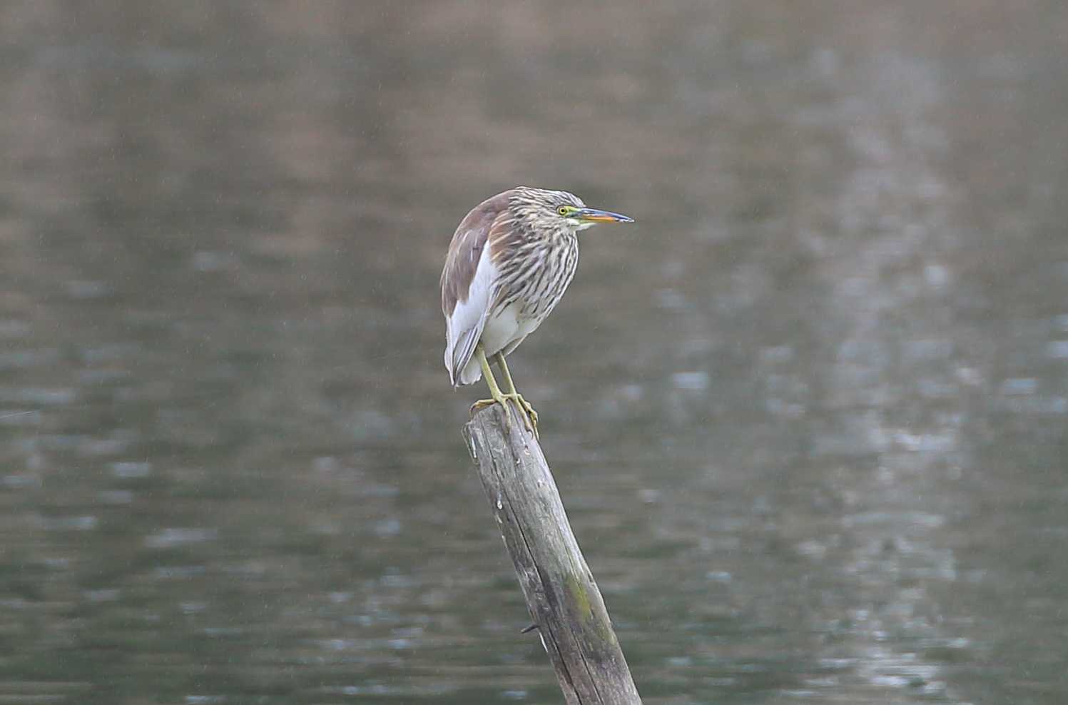 Photo of Chinese Pond Heron at 滋賀県 by アカウント695