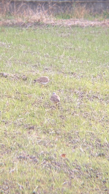 2021年3月2日(火) 水尾川の野鳥観察記録