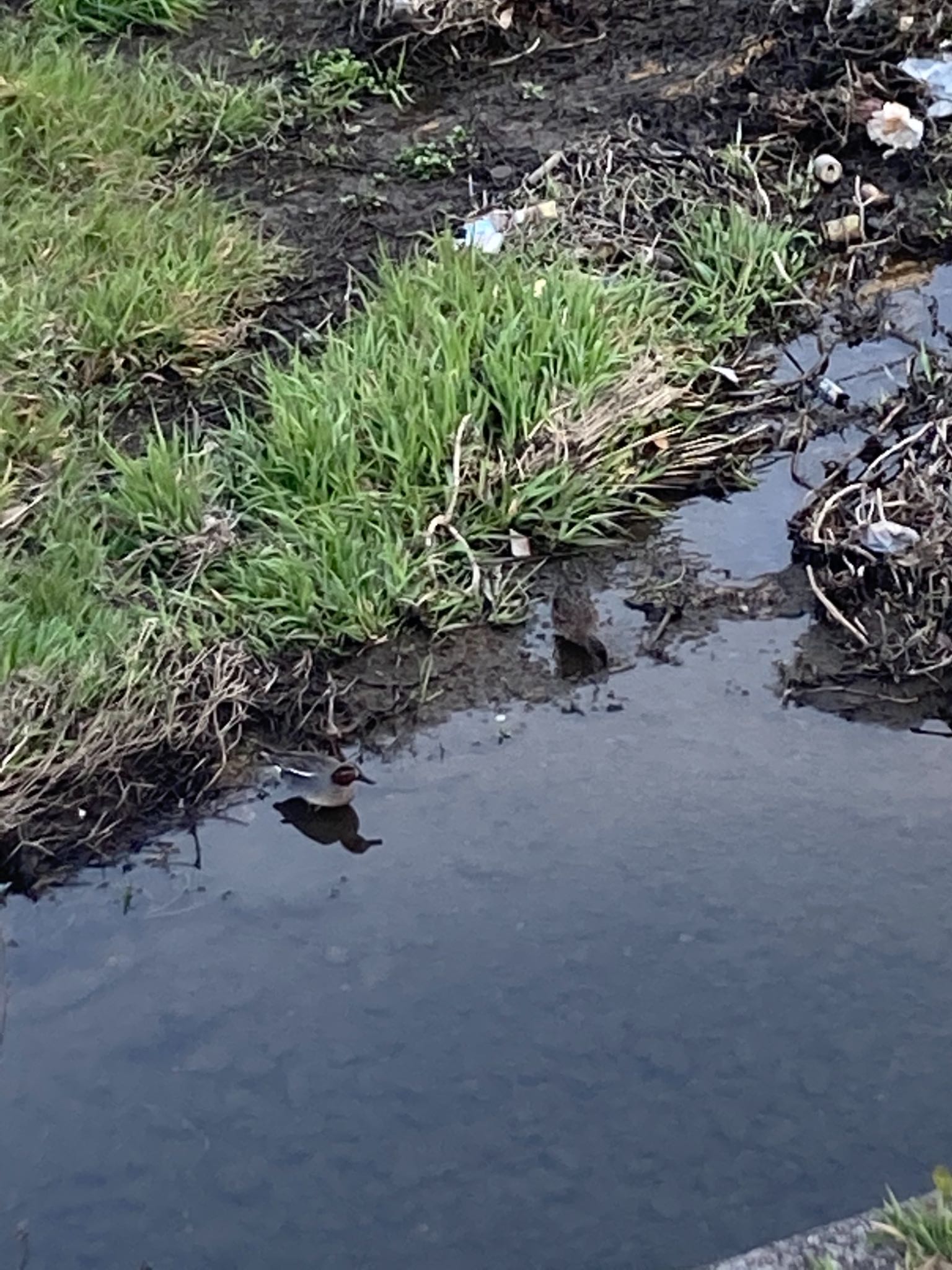 Eurasian Teal