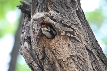 Great Spotted Woodpecker Unknown Spots Tue, 6/23/2015