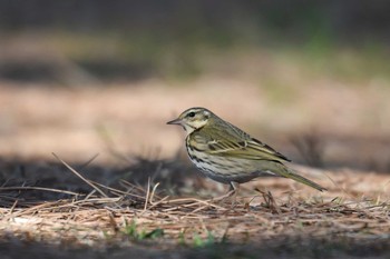 ビンズイ 葛西臨海公園 2021年2月21日(日)