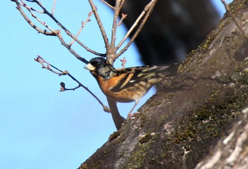 Brambling 滋賀県 Tue, 3/4/2014