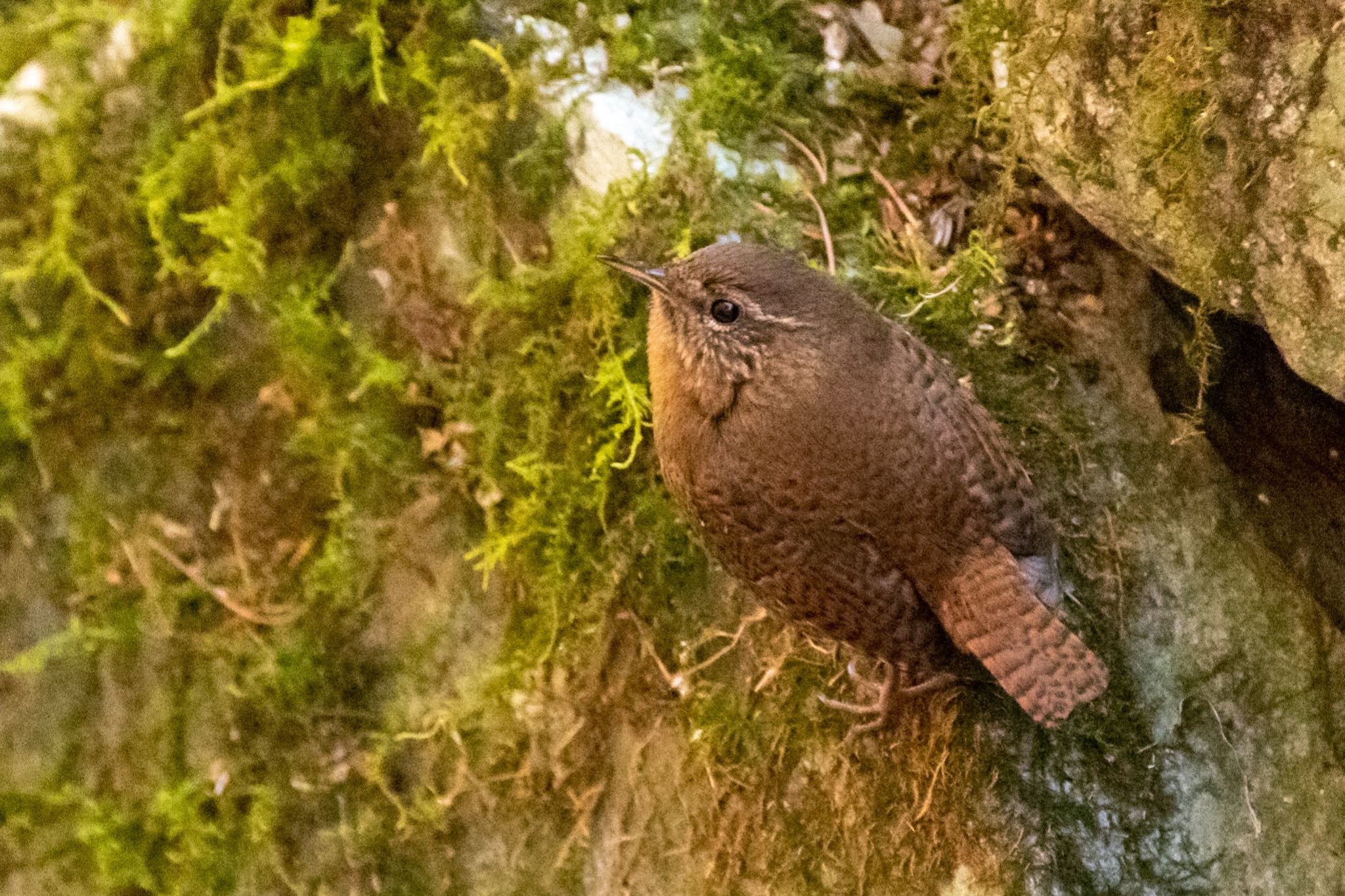 檜原都民の森 ミソサザイの写真 by Marco Birds