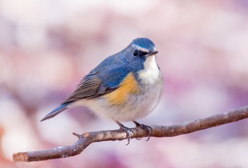 ルリビタキ 東京都立桜ヶ丘公園(聖蹟桜ヶ丘) 2021年1月21日(木)