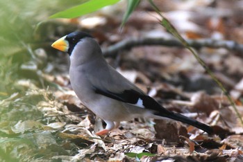 Japanese Grosbeak 京都府 Sat, 3/22/2014