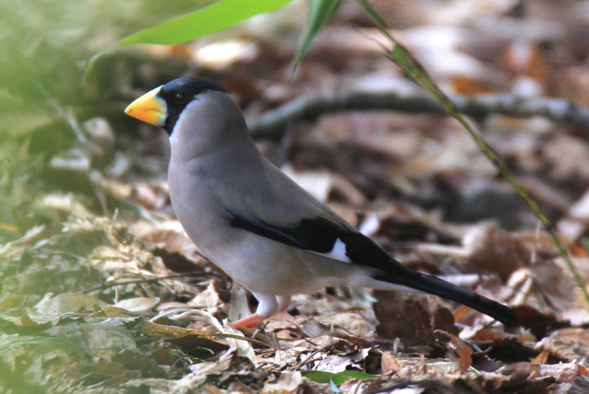 Photo of Japanese Grosbeak at 京都府 by アカウント695