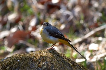 Grey Wagtail Machida Yakushiike Park Mon, 3/18/2019