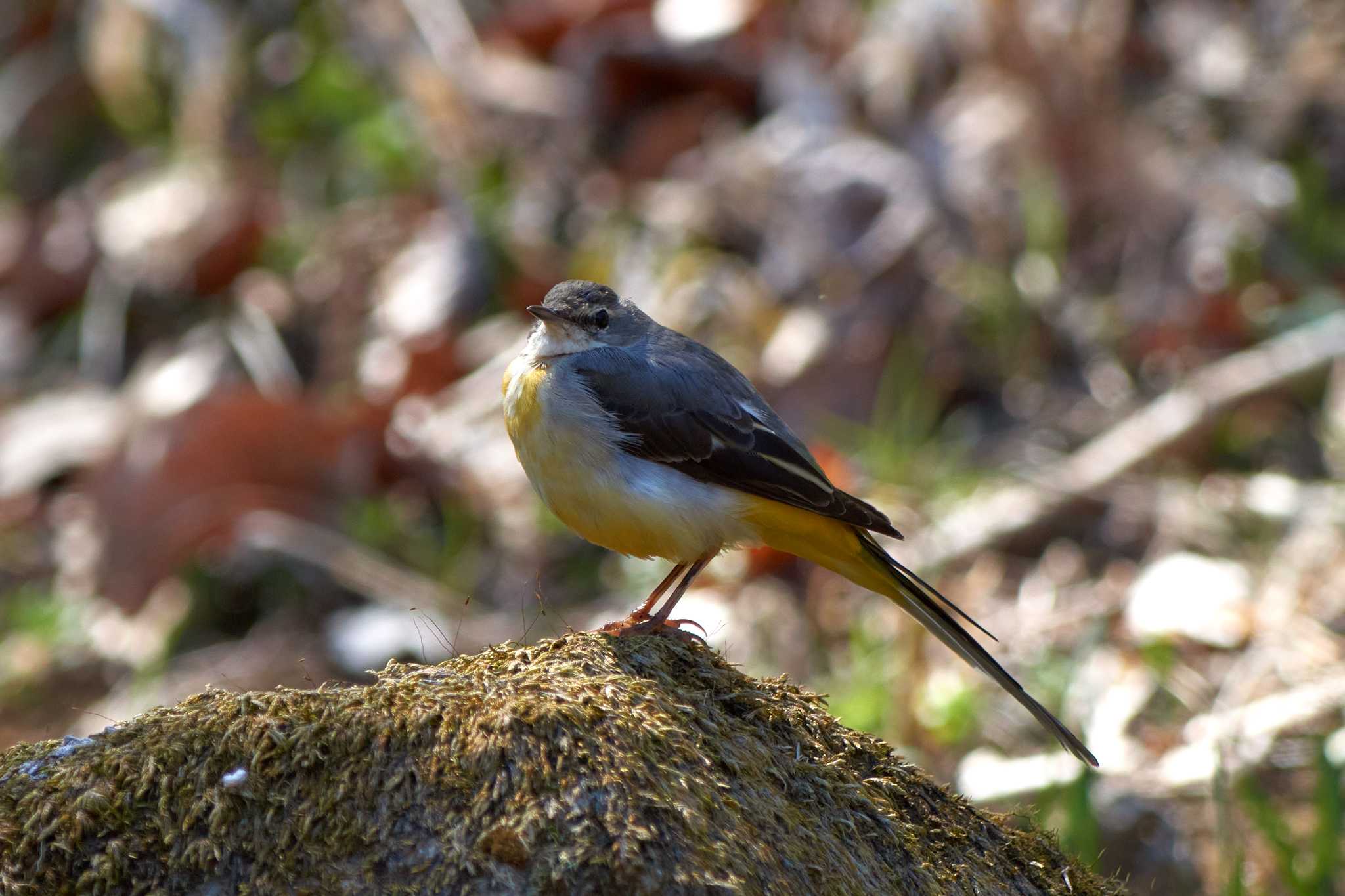 Photo of Grey Wagtail at Machida Yakushiike Park by Shinichi.JPN