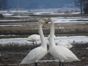 オオハクチョウ 新潟県 2016年2月21日(日)