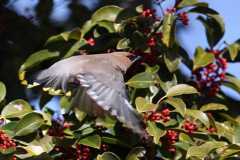 Bohemian Waxwing 神奈川県　平塚市 Wed, 3/3/2021