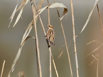 Common Reed Bunting 昆陽池 Sun, 2/28/2021