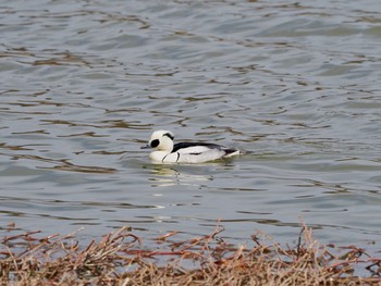 Smew 昆陽池 Sun, 2/28/2021