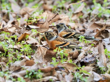 Brambling 昆陽池 Sun, 2/28/2021