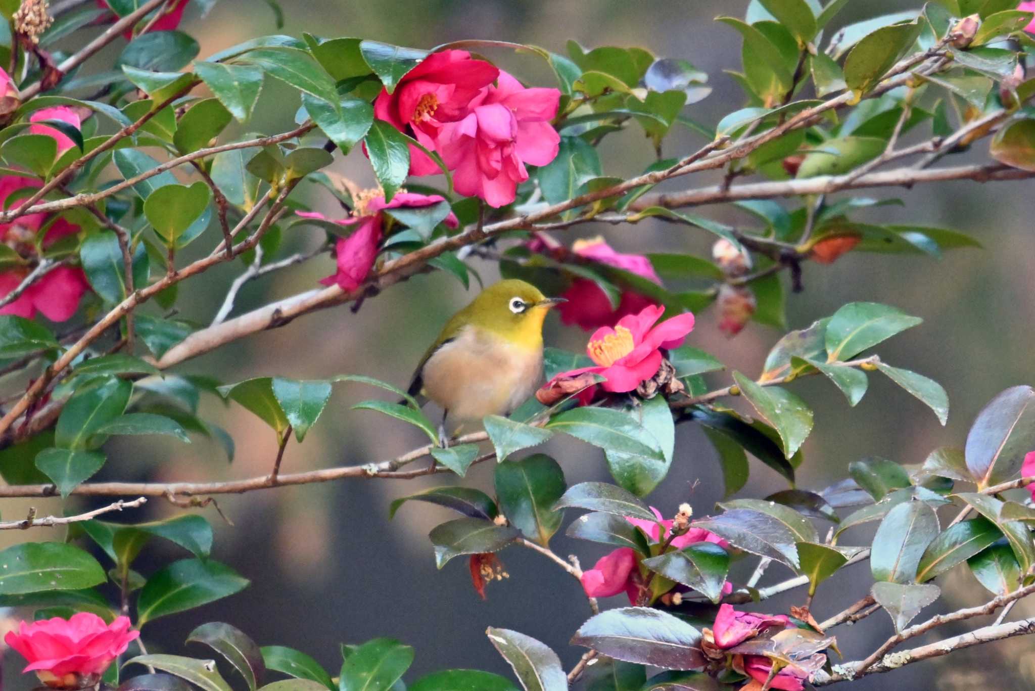 Photo of Warbling White-eye at 王滝渓谷 by ポッちゃんのパパ