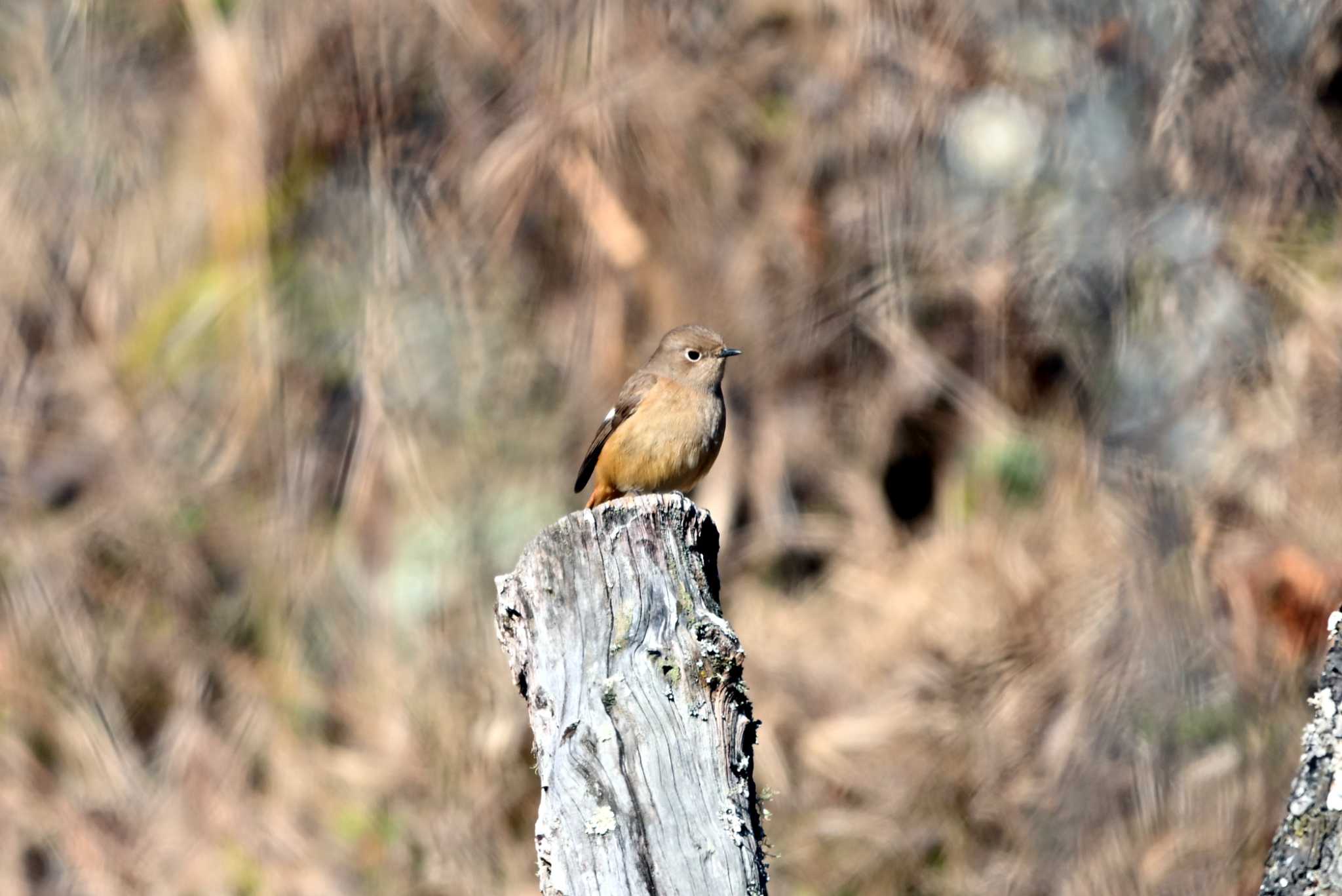 Daurian Redstart