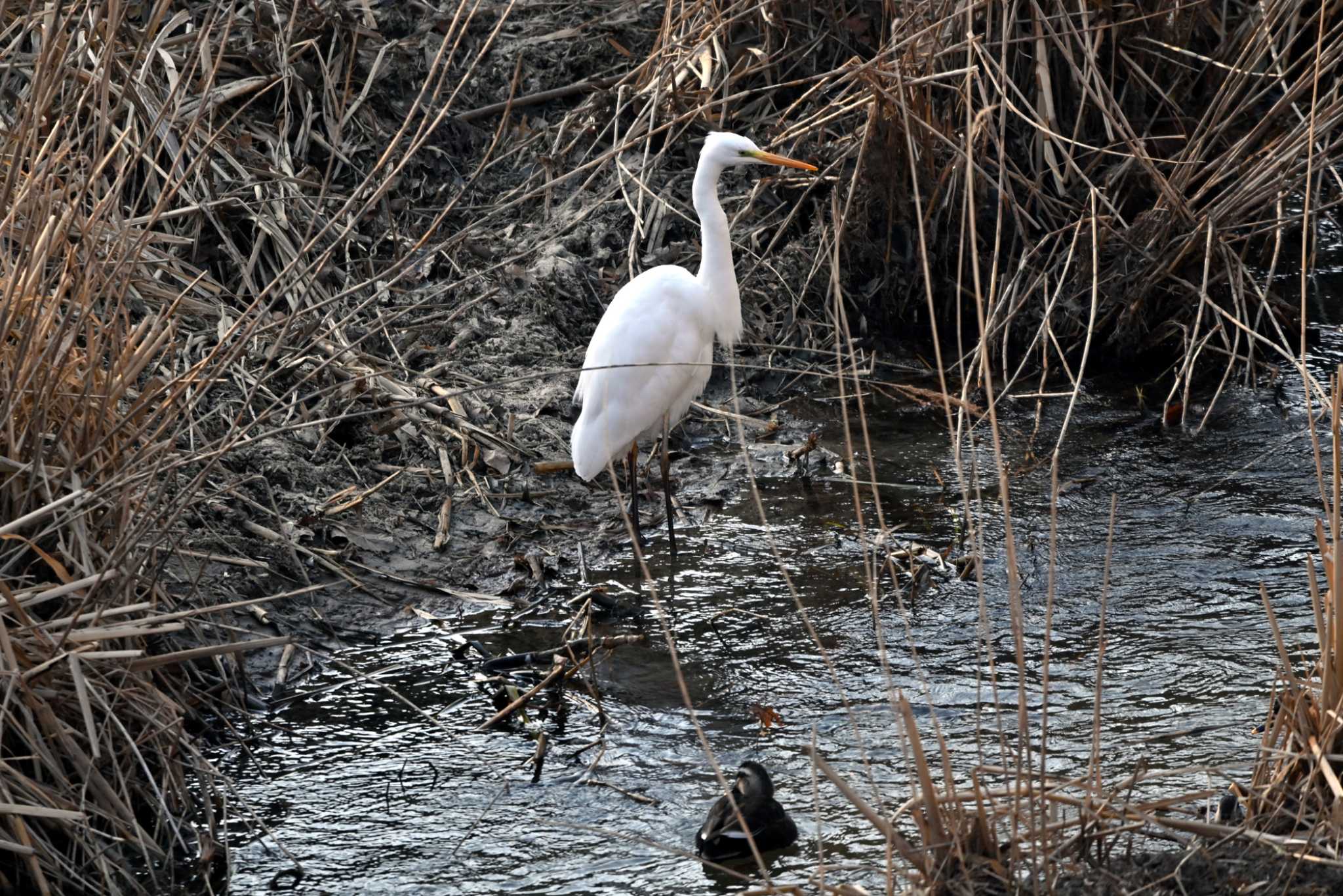 Photo of Great Egret at 王滝渓谷 by ポッちゃんのパパ