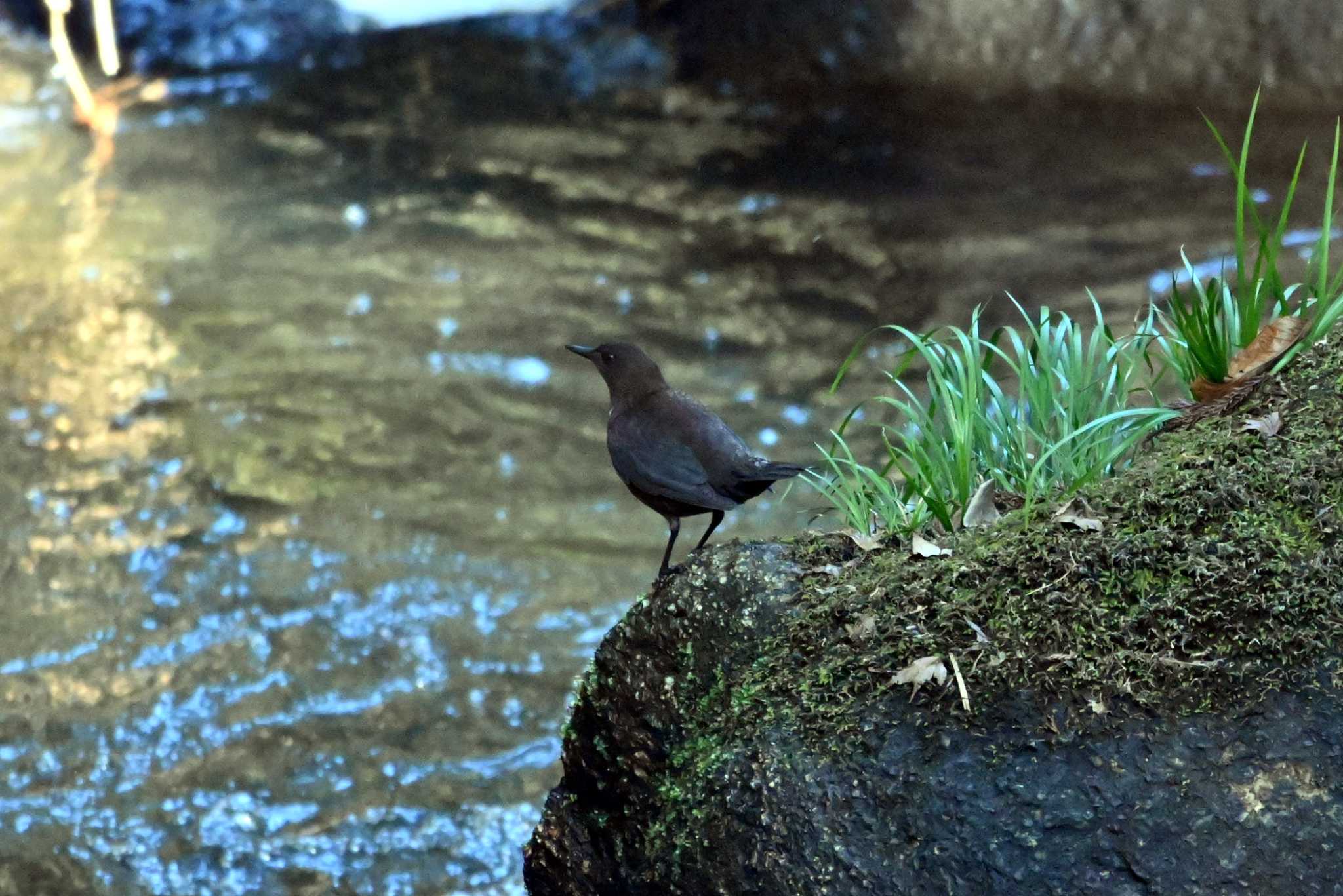 Photo of Brown Dipper at 王滝渓谷 by ポッちゃんのパパ