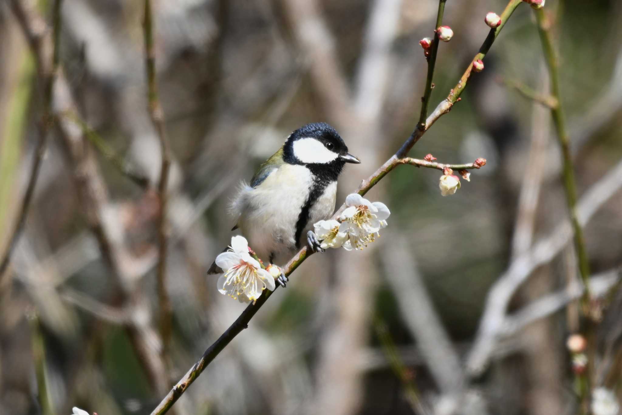 Japanese Tit