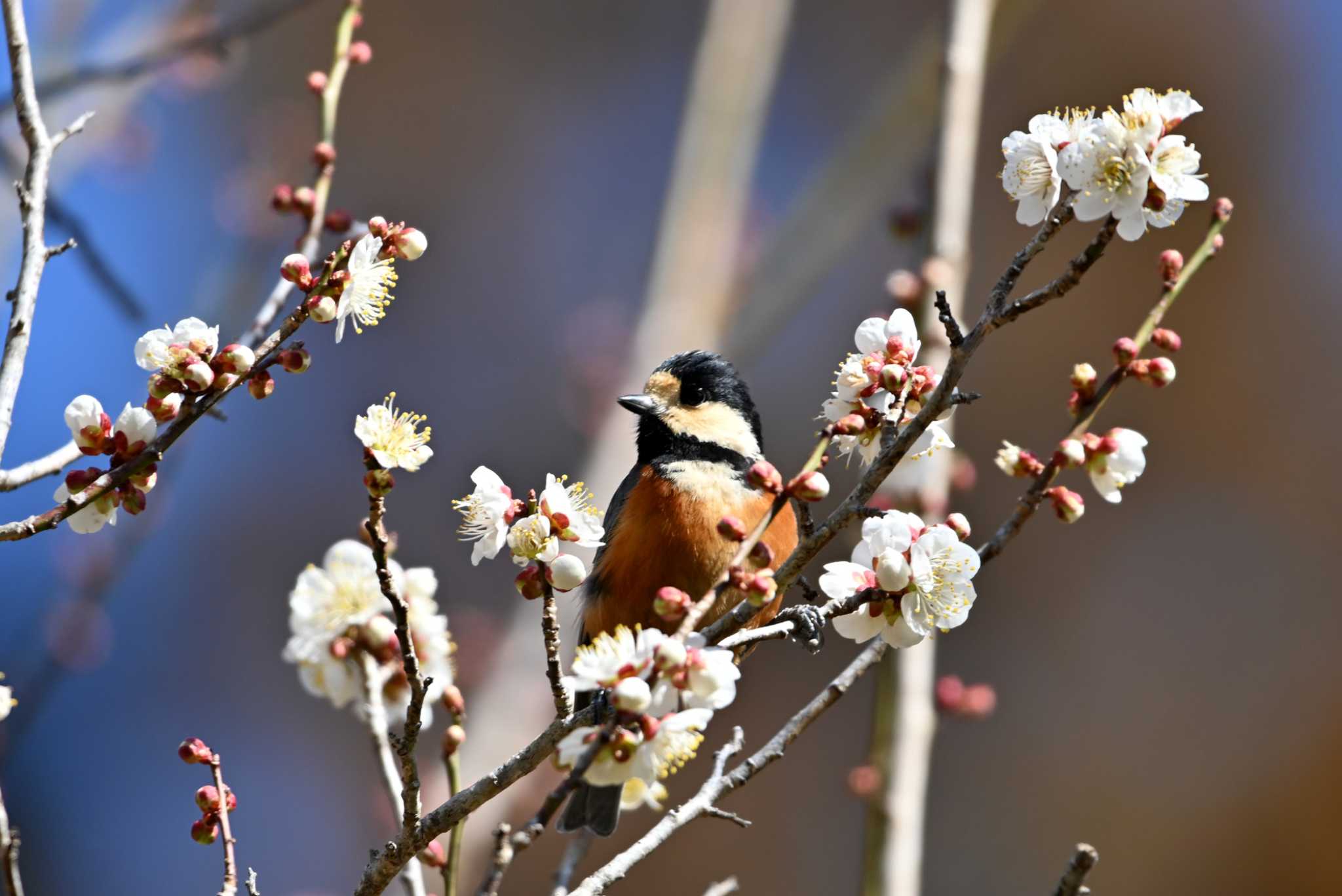 Varied Tit