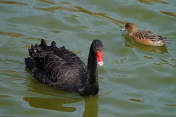 Black Swan 平池 Sat, 2/27/2021