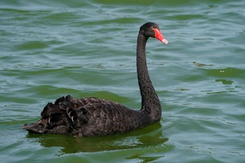 Black Swan 平池 Sat, 2/27/2021