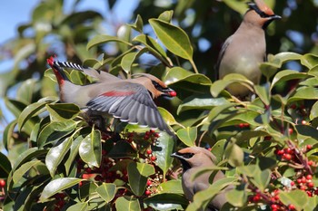 Japanese Waxwing 神奈川県　平塚市 Wed, 3/3/2021