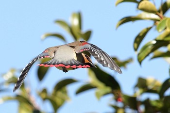 Japanese Waxwing 神奈川県　平塚市 Wed, 3/3/2021