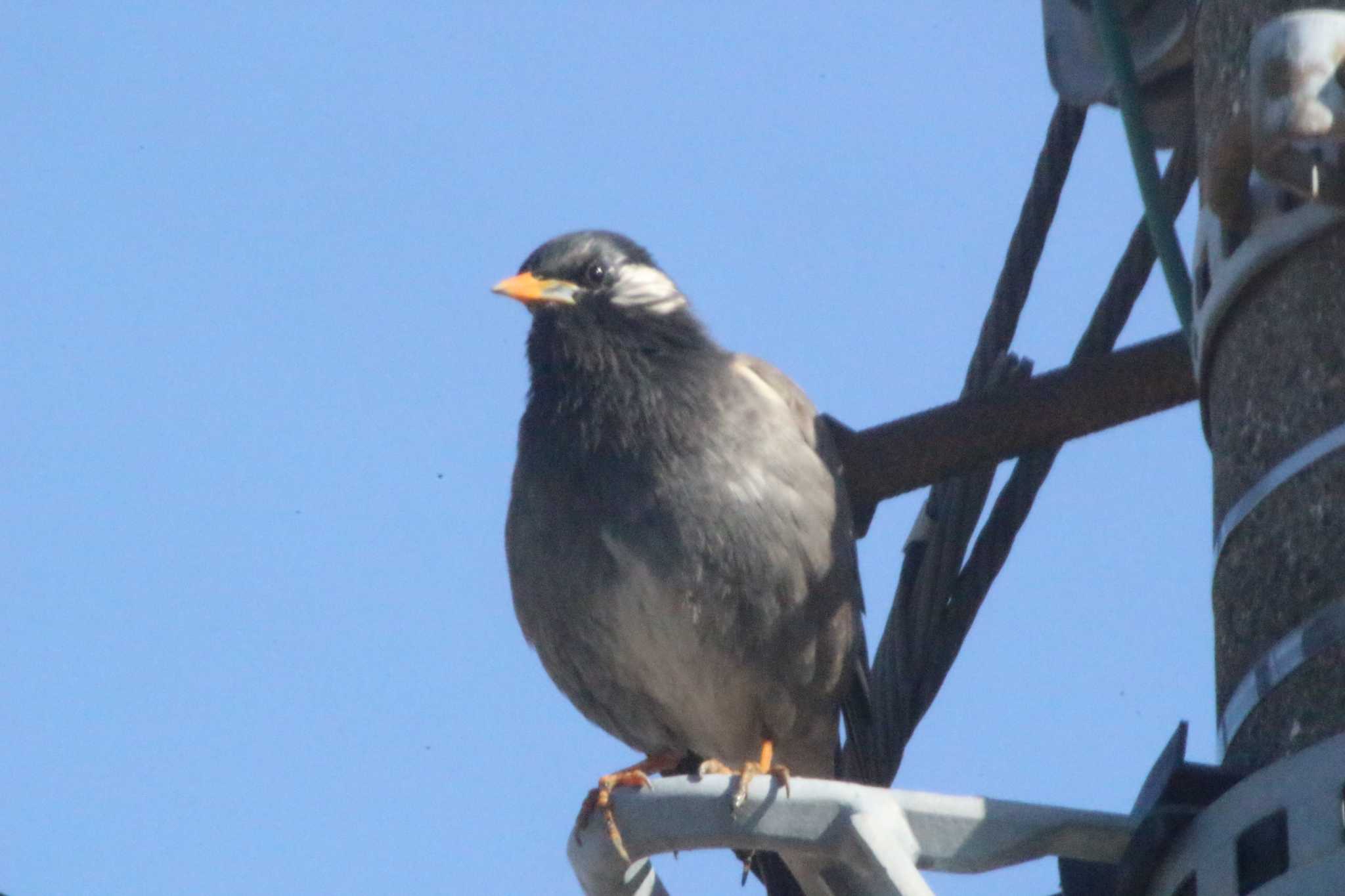 White-cheeked Starling