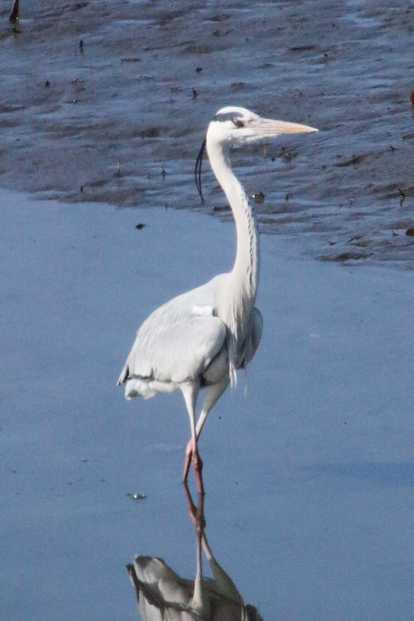 Grey Heron