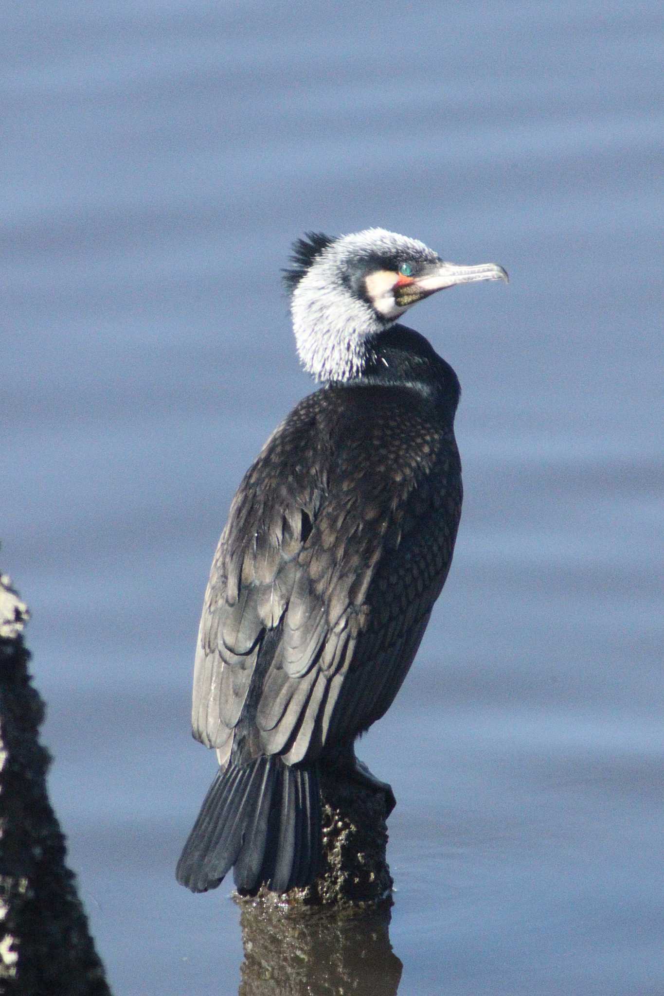 Great Cormorant