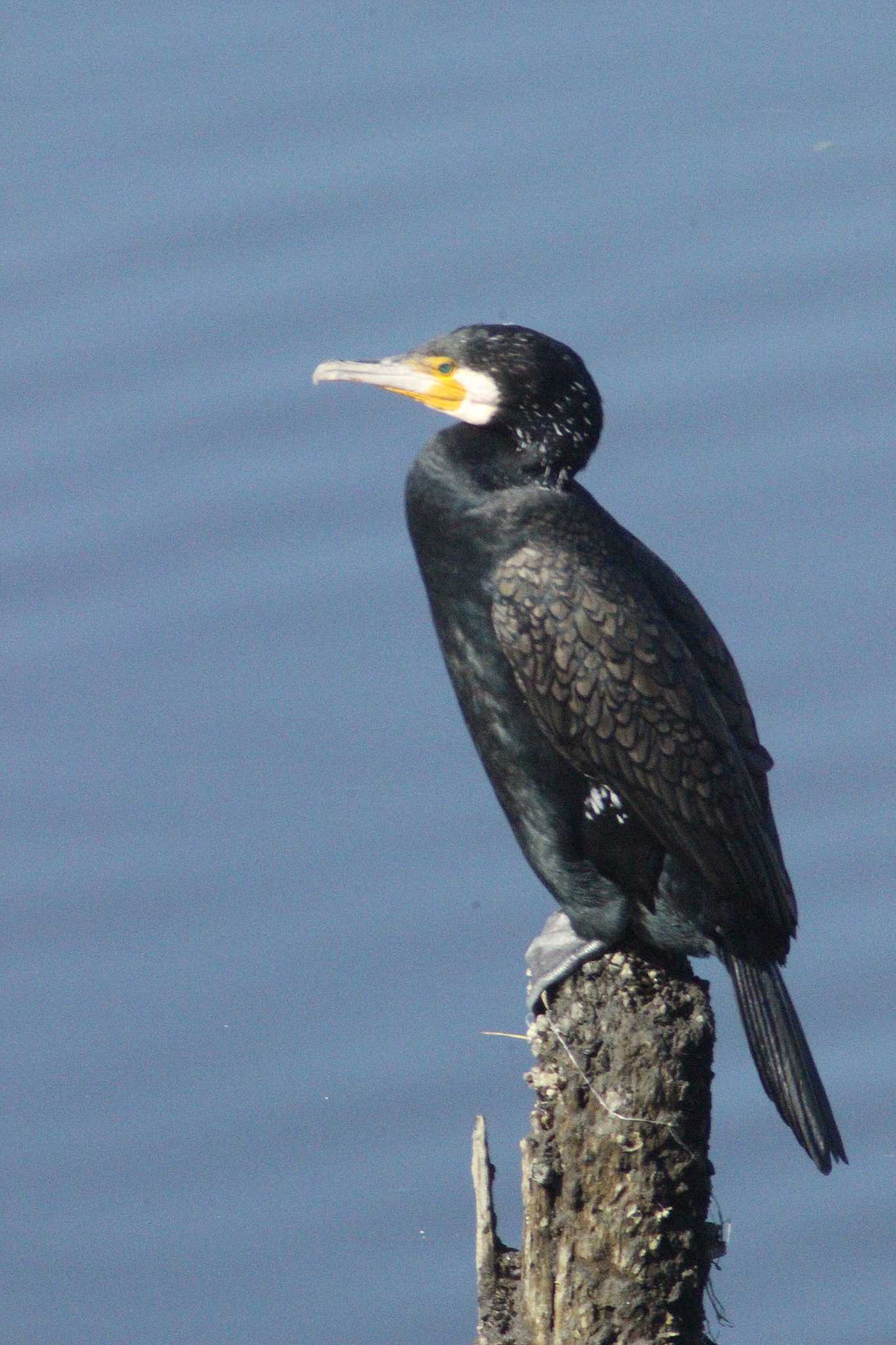 Great Cormorant