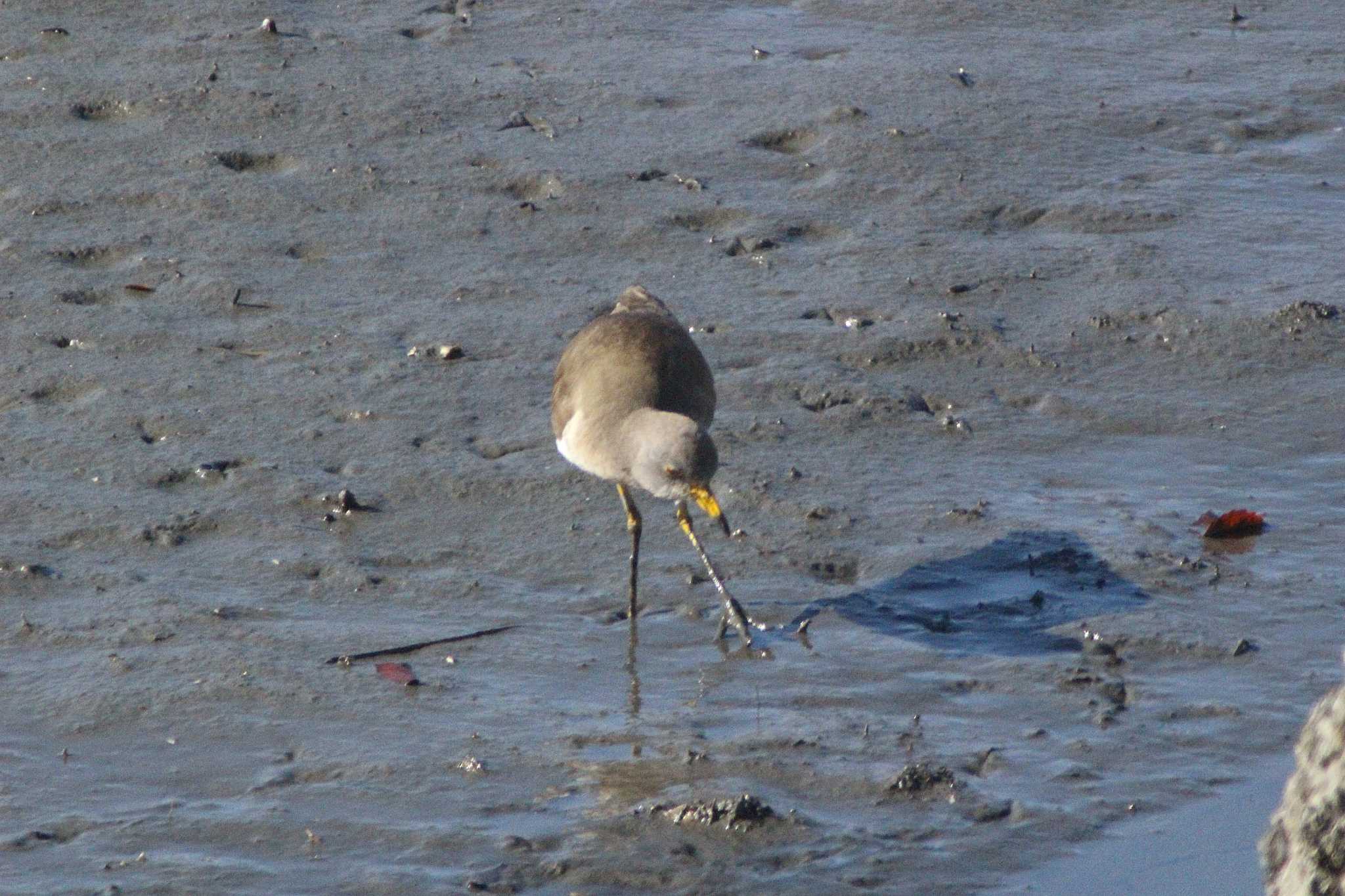 Grey-headed Lapwing