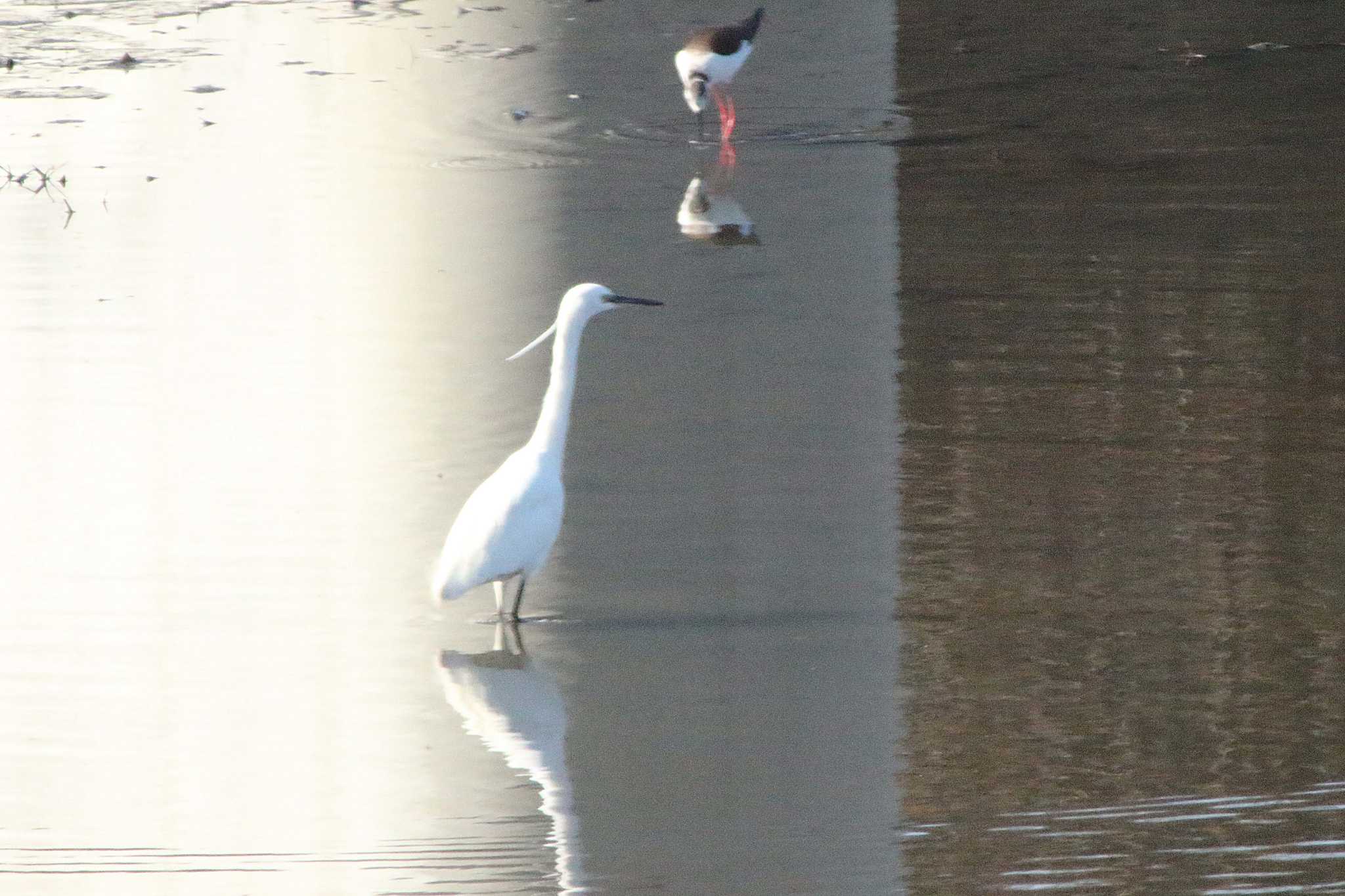 Little Egret