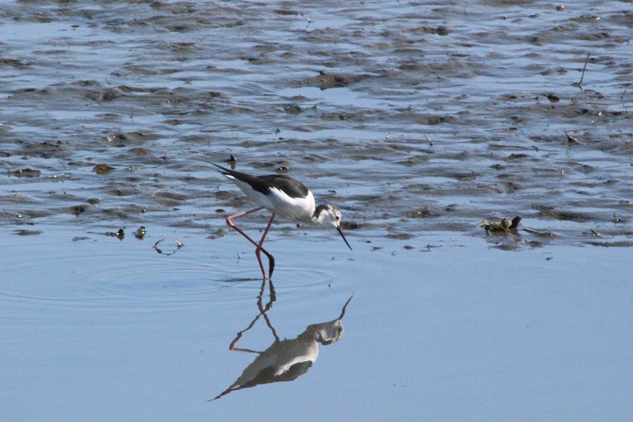 Black-winged Stilt