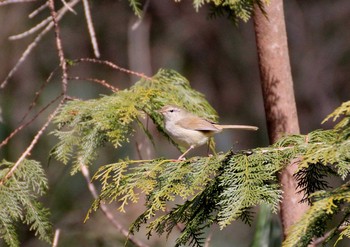 Japanese Bush Warbler 滋賀県 Wed, 2/26/2014