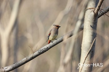 Japanese Waxwing 東京都多摩地域 Sun, 2/28/2021